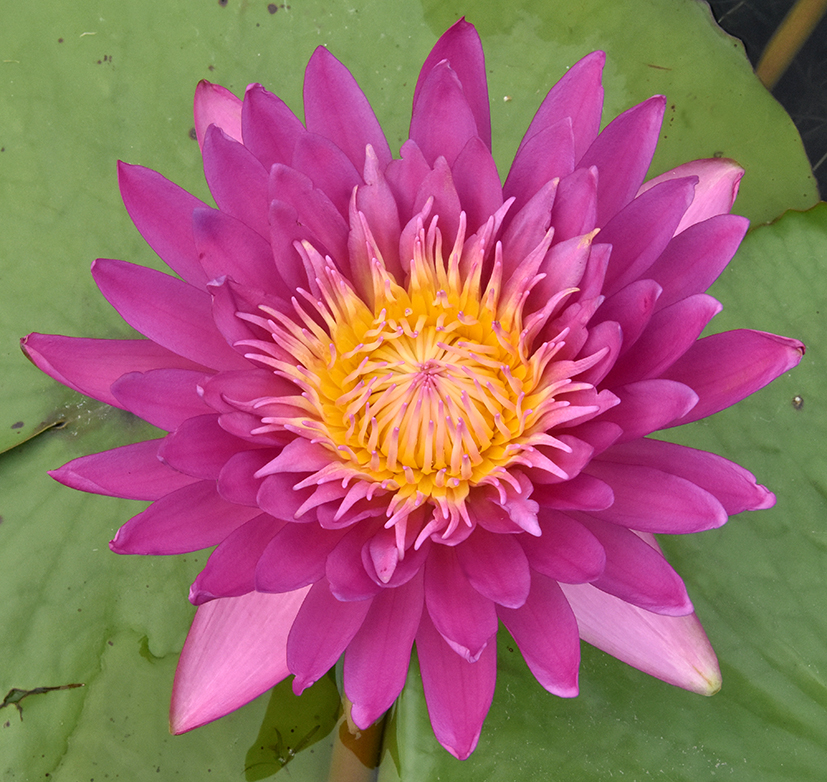 人文動(dòng)態(tài)丨11個(gè)睡蓮新品種再獲國(guó)際登錄，累計(jì)登錄總數(shù)高達(dá)63個(gè)！