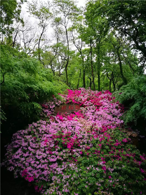 15368062618614535466.jpg QQ圖片20180913102124.jpg