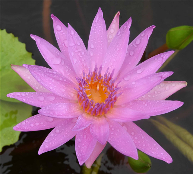 15417479821217793652.jpg 人文 仙子.jpg