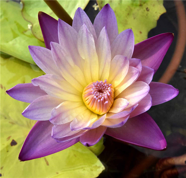 1541748013452694AF00.jpg 人文 紫云.jpg