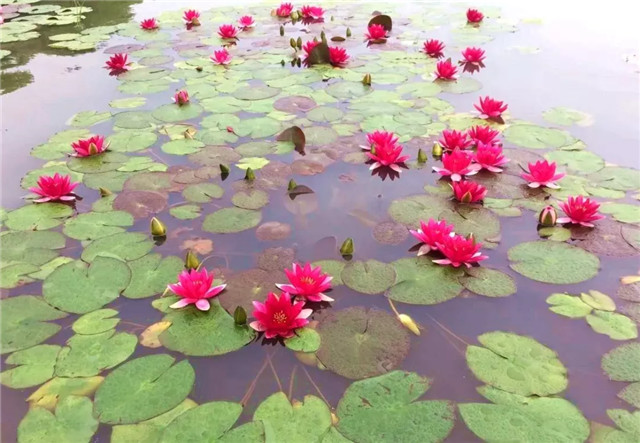 15452728945968509CE6.jpg QQ圖片20181220102523.jpg